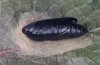 Cornutiplusia circumflexa: Pupa [S]