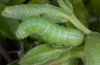 Cornutiplusia circumflexa: Larva (La Gomera) [M]