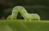 Thysanoplusia circumscripta: Larva (e.l. rearing, Cyprus, N of Limassol, early November 2016) [S]