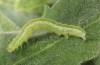 Thysanoplusia circumscripta: Half-grown larva (Greece, Samos Island, S of Agios Konstantinos, late June 2016) [M]