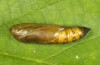 Thysanoplusia circumscripta: Pupa (e.l. rearing, Greece, Samos Island, S of Agios Konstantinos, young larva in late June 2016) [S]