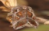 Thysanoplusia circumscripta: Adult (e.l. rearing, Greece, Samos Island, larva in late June 2016) [S]