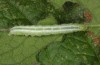 Thysanoplusia circumscripta: Half-grown larva (Greece, Samos Island, S of Agios Konstantinos, late June 2016) [M]