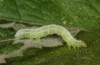 Thysanoplusia circumscripta: Half-grown larva (Greece, Samos Island, S of Agios Konstantinos, late June 2016) [M]