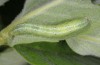 Thysanoplusia circumscripta: Larva (e.l. rearing, Greece, Samos Island, S of Agios Konstantinos, late June 2016) [S]