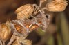 Thysanoplusia circumscripta: Adult (e.l. rearing, Greece, Samos Island, larva in late June 2016) [S]