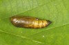 Thysanoplusia circumscripta: Pupa (e.l. rearing, Greece, Samos Island, S of Agios Konstantinos, young larva in late June 2016) [S]