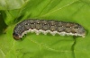 Xanthia citrago: Larva (e.l. eastern Swabian Alb, Southern Germany 2012) [S]