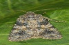 Hadena clara: Adult (e.l. Alpes-Maritimes, larva in July 2011) [S]