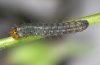 Hadena clara: L3-larva (beginning of this instar) [S]
