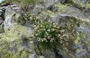 Hadena clara: Larvalhabitat: mit Eiern belegte Pflanze von Silene cordifolia auf einem Felsen [N]