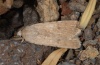 Paradrina clavipalpis: Weibchen (La Gomera, Valle Gran Rey, Februar 2013) [N]