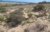 Polytela cliens: Larval habitat in Fuerteventura in late February 2011: coastal dunes south of Costa Calma [N]