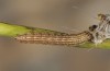Schinia cognata: Half-grown larva (SW-Bulgaria, Rupite, early August 2017) [S]