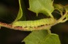 Nycteola columbana: Raupe an Quercus coccifera (Spanien, Zaragoza, 09. Mai 2022) [M]