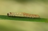 Leucania comma: Young larva (e.o. San Bernadino, July 2011) [S]