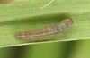 Leucania comma: Young larva (SE-France, Col de Champs, early August 2021) [M]