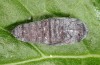 Cosmia confinis: Pupa (e.l. rearing, Greece, Chelmos, larva in early May 2016) [S]