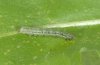 Macdunnoughia confusa: Young larva [S]