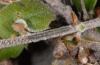 Catocala conjuncta: Young larva (Sardinia, Montiferru, May 2012) [M]