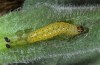 Euchalcia consona: Young larva (Germany, Kyffhäuser, early April 2016) [M]