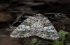 Hadena consparcatoides: Falter (e.l. Sierra de Albarracin, Raupe im August 2013) [S]