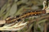 Catocala conversa: Larva, light form (e.l. Sardinia 2012) [S]