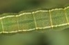 Periphanes cora: Larva (France, Hautes-Alpes, late June 2017) [S]