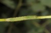 Periphanes cora: Half-grown larva (France, Hautes-Alpes, late June 2017) [S]