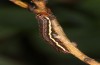 Coranarta cordigera: Half-grown larva (S-Germany, Kempter Wald, July 2021)