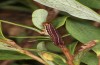 Coranarta cordigera: Half-grown larva (S-Germany, Allgäu, Kempter Wald, mid-July 2020) [M]