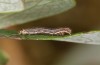 Coranarta cordigera: Young larva (S-Germany, Kempter Wald, early July 2021)