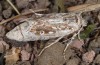 Agrotis corralejoi: Short-winged female (e.l. rearing Fuerteventura, Costa Calma, larvae in February 2010) [S]