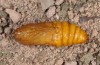 Agrotis corralejoi: Female pupa (e.l. rearing Fuerteventura, Costa Calma, larvae in February 2010) [S]