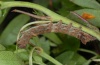 Allophyes corsica: Larva in penultimate instar (Sardinia, Montiferru, 1000m above sea level, May 2012) [S]