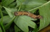 Allophyes corsica: Half-grown larva (Sardinia, Montiferru, 1000m above sea level, May 2012) [M]