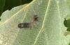 Colocasia coryli: Young larva (e.o. Memmingen 2012) [M]