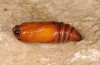 Euxoa cos: Pupa (e.l. rearing, Greece, Mount Parnassus, 1800m, young larva in early May 2016) [S]