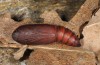 Lygephila craccae: Pupa (e.l. rearing, Greece, Samos Island, larva in mid-May 2017) [S]