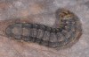 Agrotis bigramma: Larva (e.l. rearing, SW-Germany, Upper Rhine Valley, Waghäusl, larvae on 10. March 2015) [S]