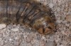 Agrotis bigramma: Larva (e.l. rearing, SW-Germany, Upper Rhine Valley, Waghäusl, larvae on 10. March 2015) [S]