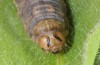 Agrotis bigramma: Larva (e.l. rearing, SW-Germany, Upper Rhine Valley, Waghäusl, larvae on 10. March 2015) [S]