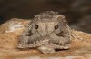 Agrotis bigramma: Male (e.l. rearing, Cyprus, Paphos, larva in late February 2017)