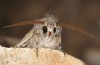 Agrotis bigramma: Male (e.l. rearing, Cyprus, Paphos, larva in late February 2017) [S]