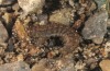 Agrotis bigramma: Young larva (breeding photo 2016) [S]