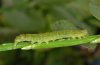 Hypena crassalis: Raupe (e.l. Nordschwarzwald, Oktober 2010) [S]