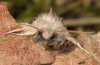 Sesamia cretica: Male (e.l. Rhodes, larva in September 2013) [S]