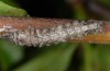 Allophyes cretica: Half-grown larva (Crete, Ida mountains, early May 2013) [M]