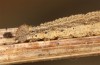 Macrochilo cribrumalis: Larva hibernating in the penultimate instar (S-Germany, Memmingen, river Iller, mid-November 2020) [M]
