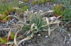 Brithys crini: Fraßbild der halbwüchsigen Raupen (Sardinien, Mitte Mai 2012) [N]